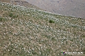 VBS_2636 - Fioritura Narcisi Castelnuovo Nigra 2022 e campi di papaveri rossi